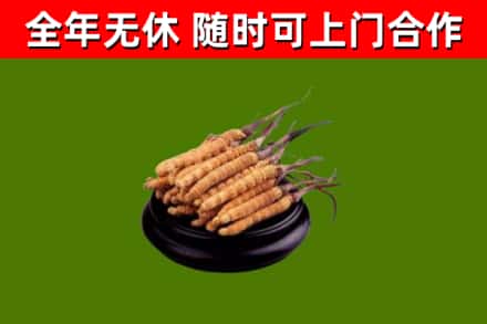 西青区回收散虫草